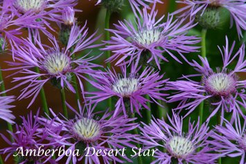 Amberboa muricata Desert Star 1